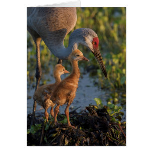 Grue du Canada avec poussins, Floride