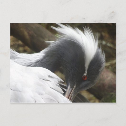 Grue Fermer do-it-yourself carte postale (Devant)