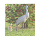 Grue Sandhill avec poussette au Bloc-notes Bottleb (Devant)