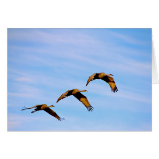 Grues à Sandhill au Nouveau-Mexique