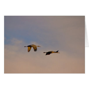 Grues à Sandhill au Nouveau-Mexique