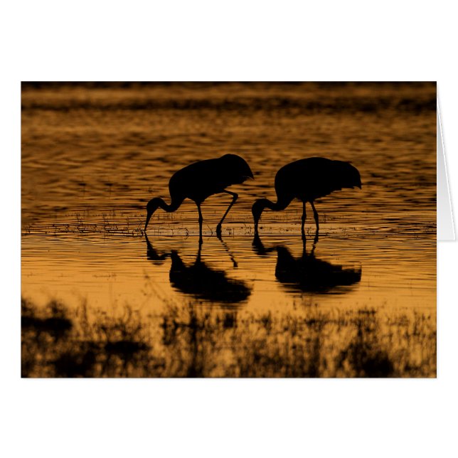 Grues Silhouettées par le coucher du soleil (Devant horizontal)