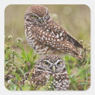 Gruizende uil, Athene cunicularia, Cape Coral, Vierkante Sticker