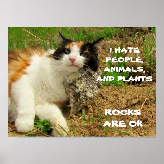 Grumpy Calico haat alles behalve Rocks Poster (Voorkant)