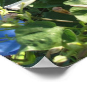 Grumpy Cat in the Morning Glories 20x16 Poster (Coin)