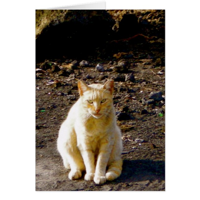 Grumpy Cat Stink Eye (Voorkant)