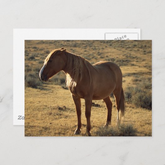 Grumpy Chestnut Briefkaart (Voorkant / Achterkant)