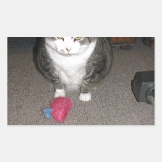 Grumpy Fat Cat is niet amused Rechthoekige Sticker (Voorkant)