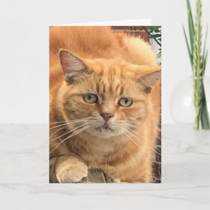 Grumpy Ginger Cat Kaart