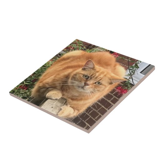 Grumpy Ginger Cat Tegeltje (Zijkant)