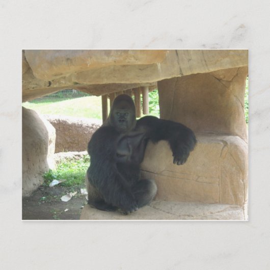 Grumpy Gorilla Briefkaart (Voorkant)