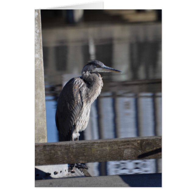 Grumpy Great Blue Heron (Voorkant)