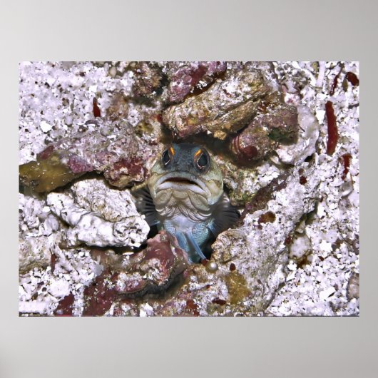 Grumpy Jawfish Poster (Voorkant)