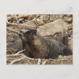 Grumpy Marmot Briefkaart