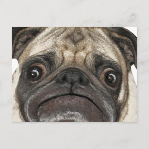 Grumpy Puggy Gifts Briefkaart