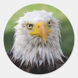 Grumpy & Soggy Bald Eagle Ronde Sticker