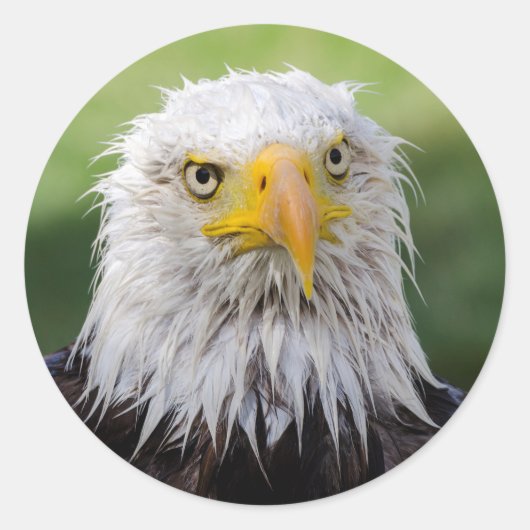 Grumpy & Soggy Bald Eagle Ronde Sticker (Voorkant)