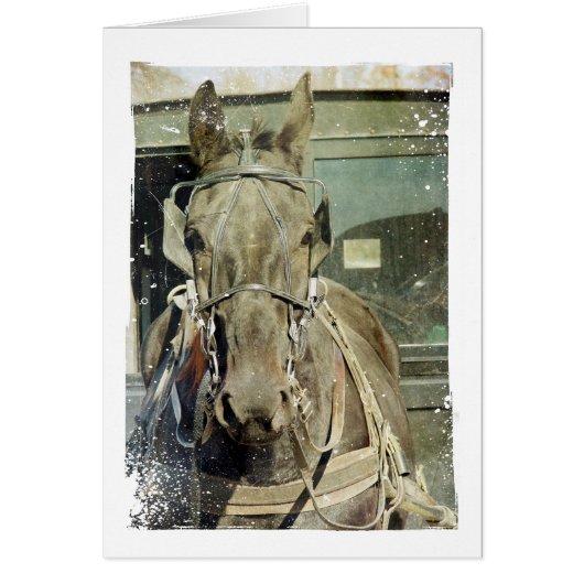 Grunge Amish Buggy Horse (Voorkant)