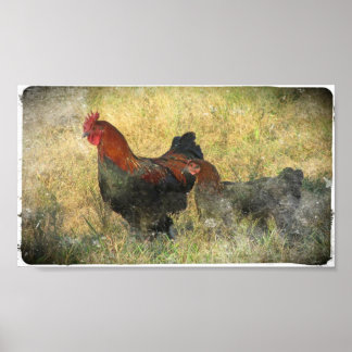 Grunge Canvas Black Copper Marans in Field Poster
