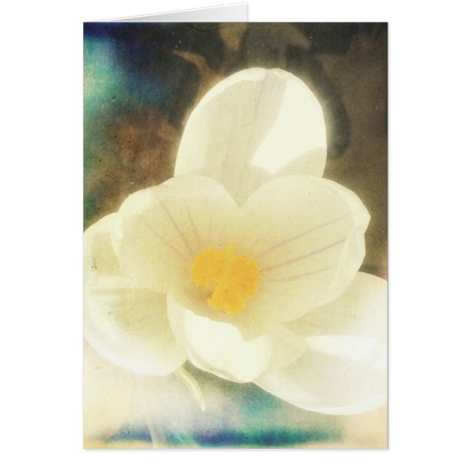 Grunge de fleurs de crocus (Devant)