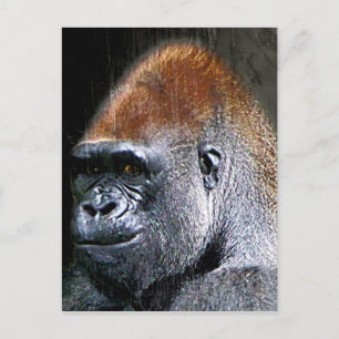 Grunge Lowland Gorilla Close-up Face Briefkaart