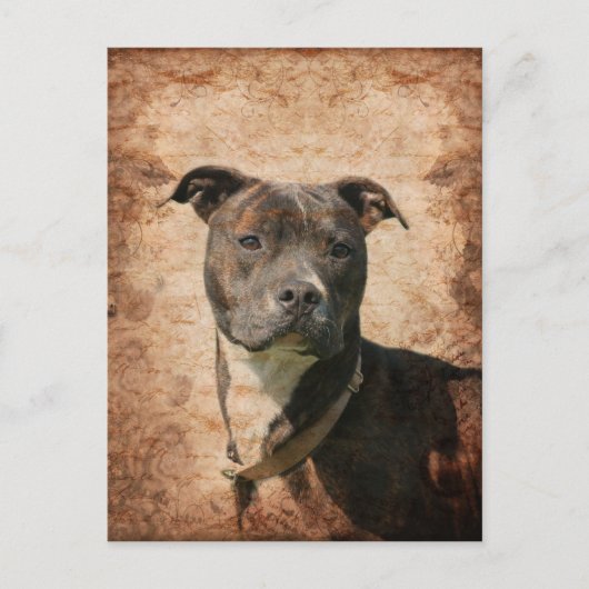 Grunge Pit Bull Terrier Briefkaart (Voorkant)