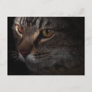 Grunge Tabby Cat Face in Shadow Briefkaart