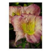 Grunged Up look Daylily (Voorkant)