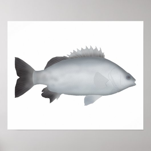 grunter uit Wales Poster (Voorkant)