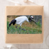 Grus japonensis etiket (Insitu)