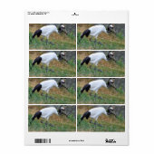 Grus japonensis etiket (Full Sheet)