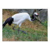 Grus japonisis (Devant horizontal)