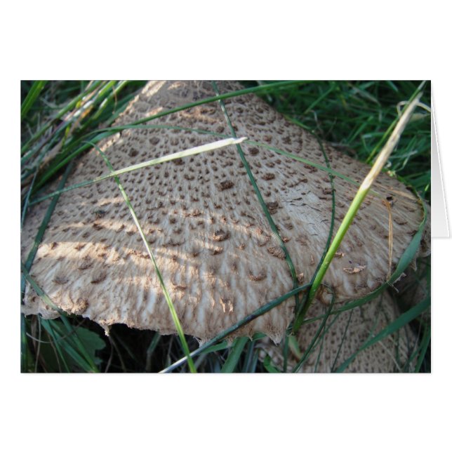 Grusskarte gemusterter Pilzhut, blanko (Devant horizontal)