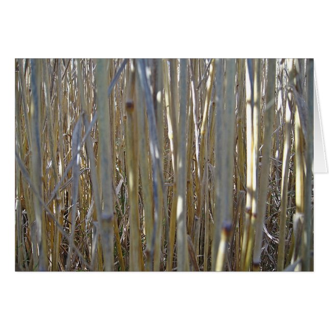Grusskarte Kornstengel, blanko, gestaltbar (Devant horizontal)