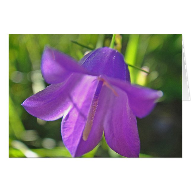 Grusskarte lila Glockenblume: have a wonderful day (Voorkant Horizontaal)