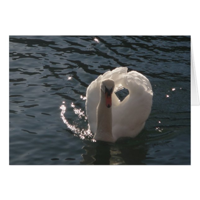 Grusskarte romantischer weisser Schwan (Devant horizontal)