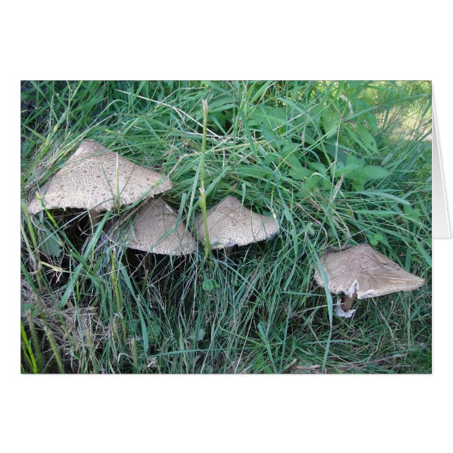 Grusskarte vier Pilzhüte, blanko (Voorkant Horizontaal)