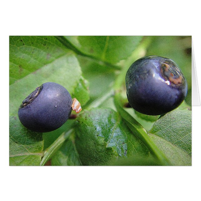 Grusskarte zwei Waldheidelbeeren, blanko (Devant horizontal)