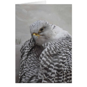 Gryfalcon - Frameable Art Kaart