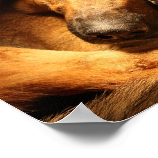 GSD Love Poster (Hoek)