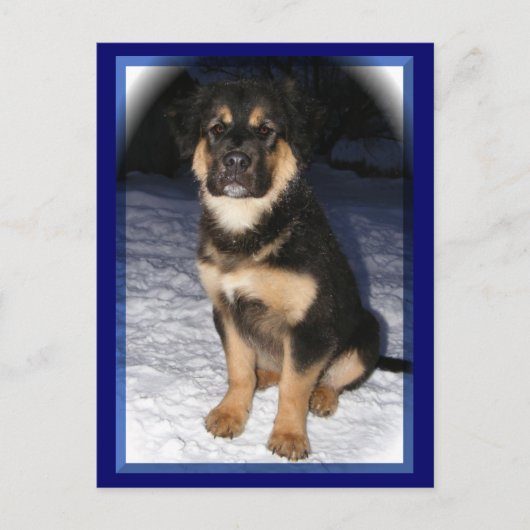 GSD Mix briefkaarten (Voorkant)