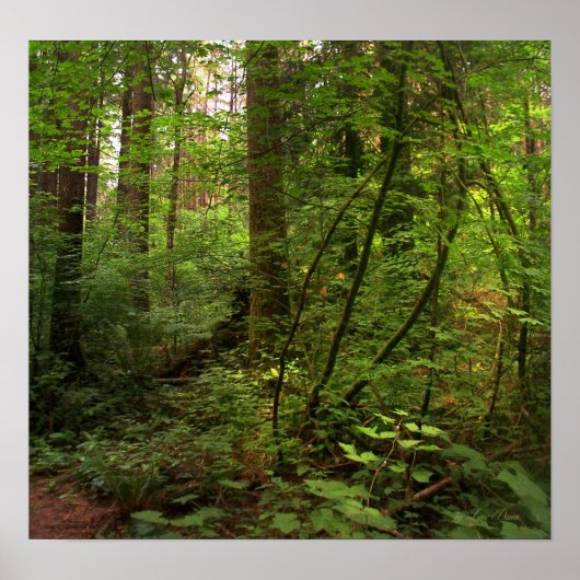 GT salal trail 2 Poster (Voorkant)
