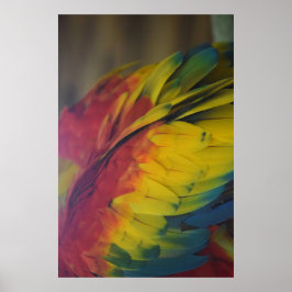 Guacamaya-liefde Poster