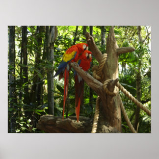 Guacamayo 7-kleuren / Scarlet Macaw Poster