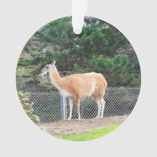 Guanaco #1 Ornament (voorkant)