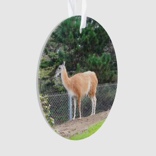 Guanaco #1 Ornement (devant)