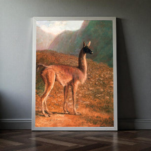 Guanaco (ca. 1848) schilderij van Jacques-Laurent Poster