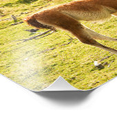 Guanaco sunshine foto afdruk (Hoek)