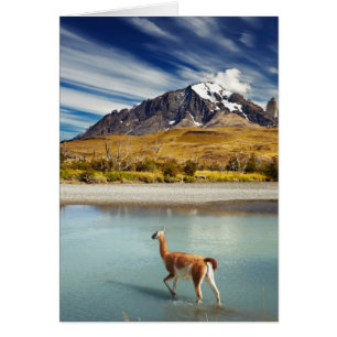Guanaco traversant la rivière à Torres del Paine