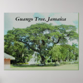 Guango Tree (Jamaica) Poster (Voorkant)